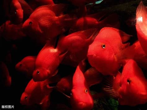 血鸚鵡混養金魚|血鸚鵡怎麼養才好？精選